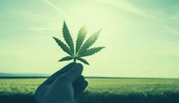 Cannabis and Drug Testing in Illinois – Getting Into the Weeds